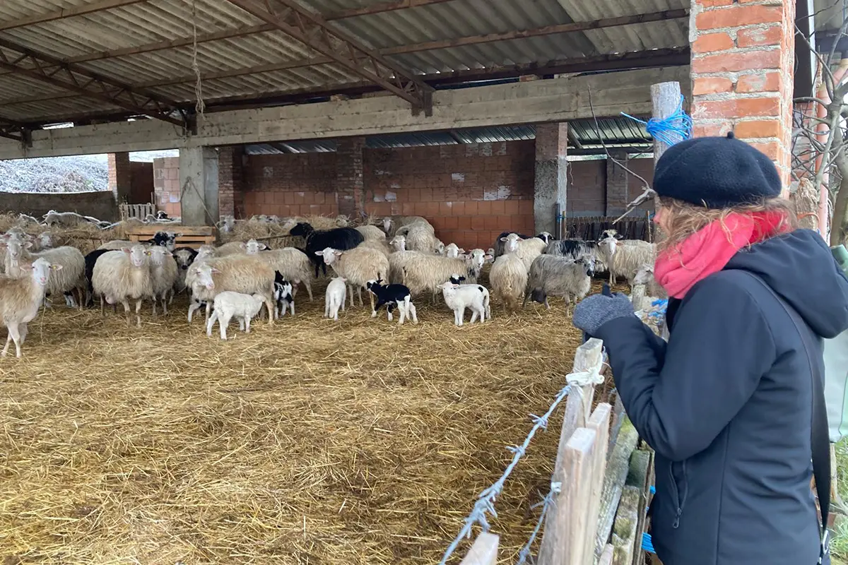 Progetto Ovinnova. Innovazione e gestione sostenibile del pascolo: visita all’Azienda Agricola Ascione